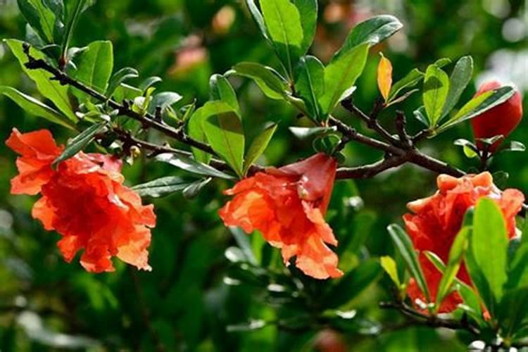 辣椒叶～能用枯草芽孢杆菌配大碗叶面肥喷吗,效果是不是又能大叶点？