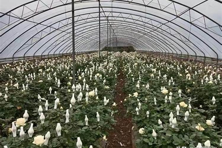 玫瑰花树价格有知道的吗？注意事项有哪些呢