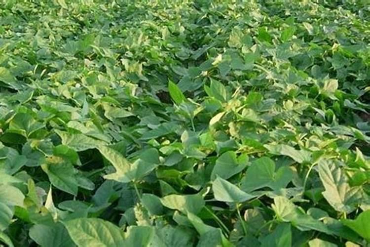 种植番薯需要施肥吗