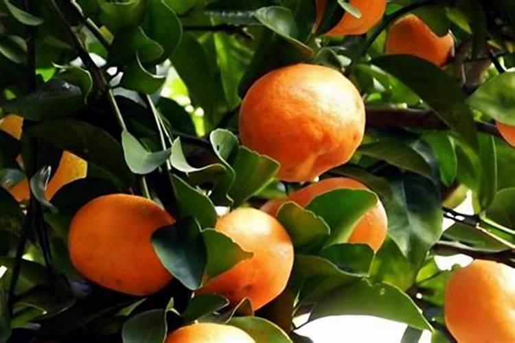 蔬菜哪些肥料可以用作基肥？蔬菜用什么肥料长得好？