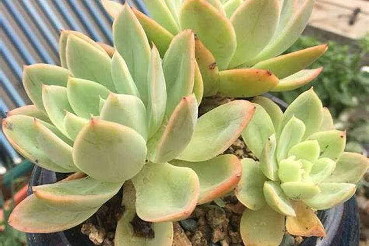 亲们怎样把多肉叶片养肥厚？有没有网友了解？