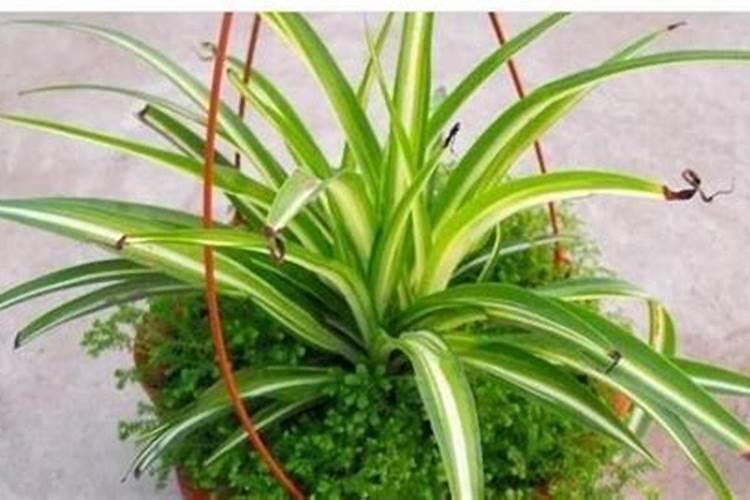 水养和土养的吊兰都出现了叶子变黑,哪位大神告知一下原因,怎么解决百度...