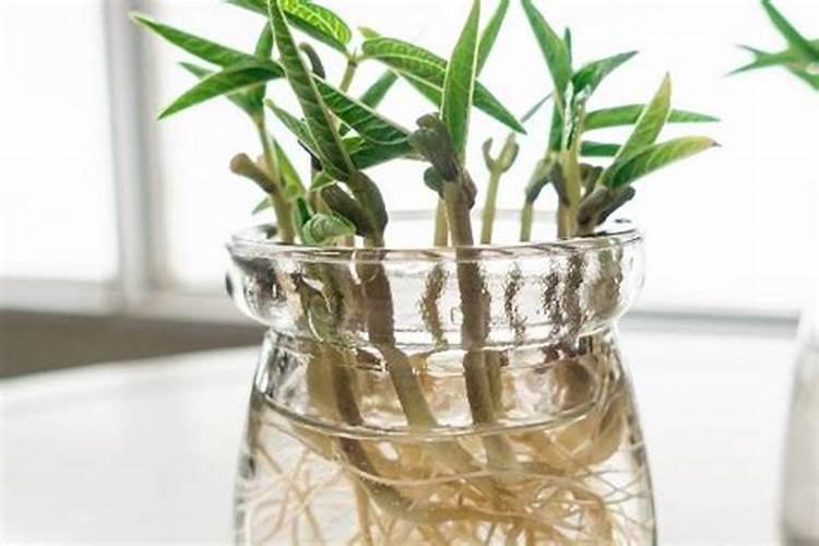 圆盘造粒机都有哪些用途？