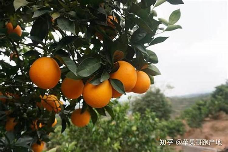 伊予柑培育要点