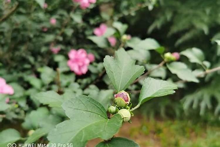 木槿花浇什么肥料合适