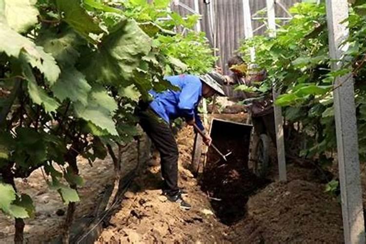 葡萄树如何施肥葡萄树的施肥方法