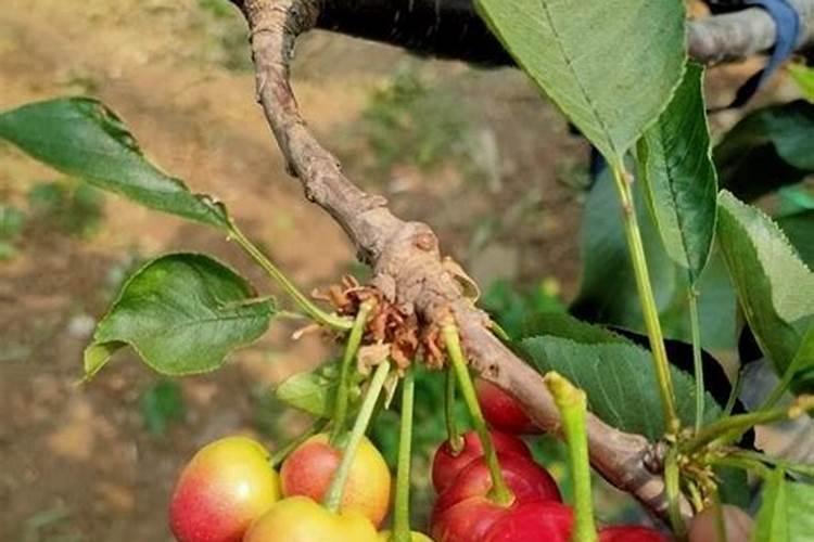 揭秘新一代颗粒水溶肥“拳王”