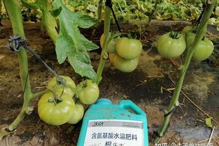 西红柿使用什么肥料最好？