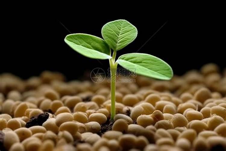 大豆追肥用什么肥料好