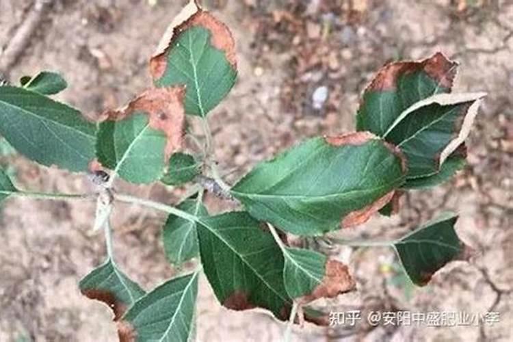 苹果套袋后施什么化肥 施肥要点有哪些