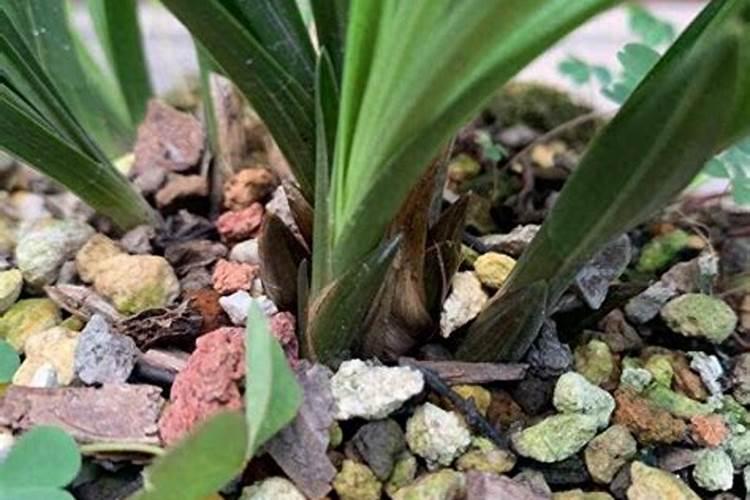 兰花如何养殖最好