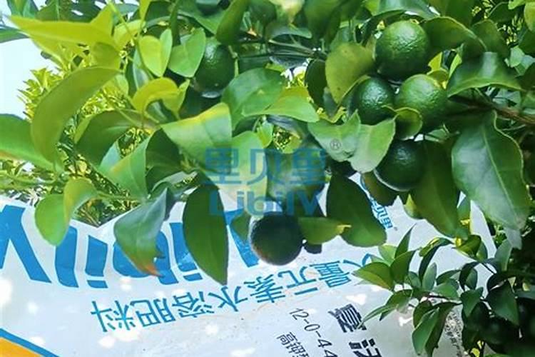 橡皮树施什么肥料最好