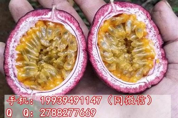 柚子树多久浇一次水