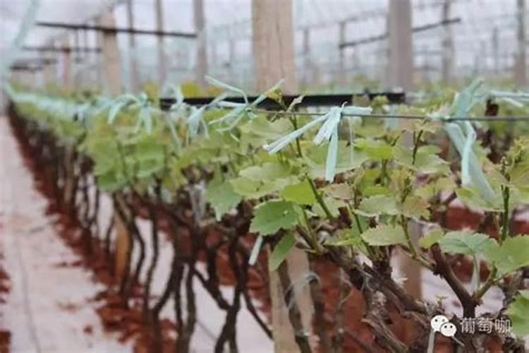 葡萄树用什么肥料长得快 葡萄树如何施肥