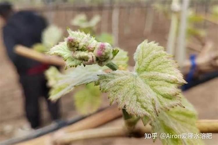 如何配制标准化营养土？