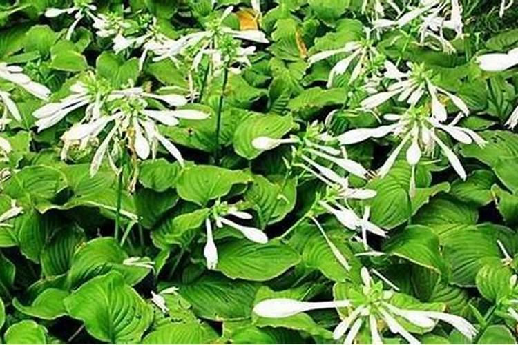 玉簪花可以用叶面肥吗？