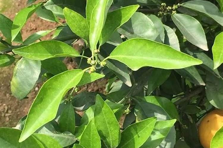 爱果的意思是什么