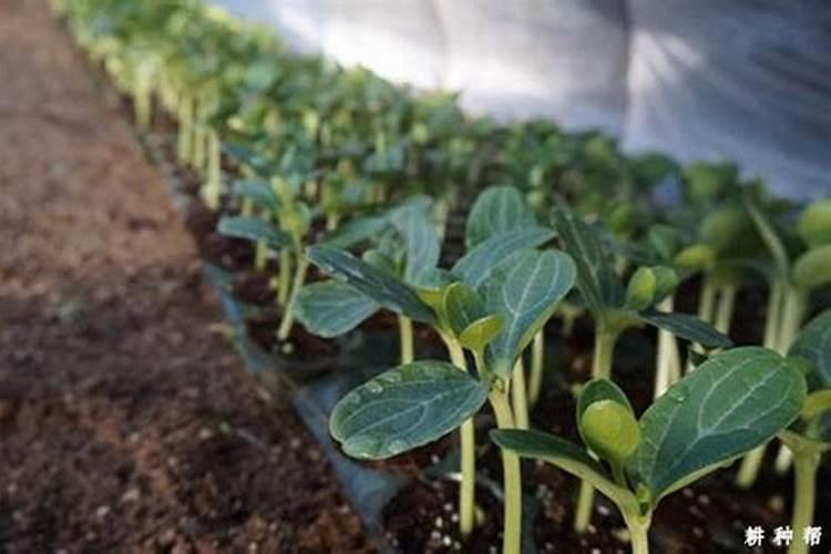 甜瓜小苗期施肥方法
