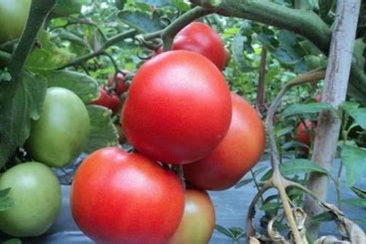 大棚番茄低温缺磷该如何补救