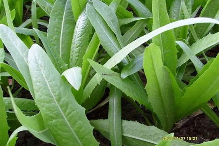 油麦菜用什么肥料好