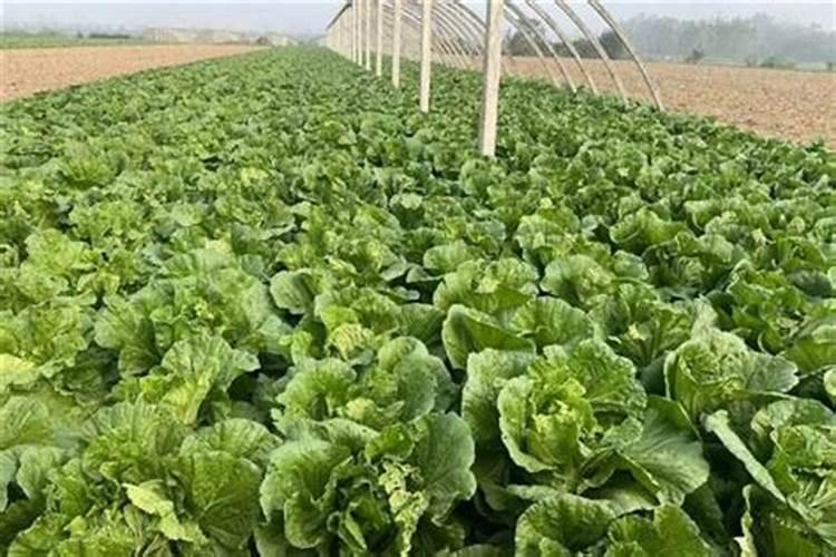 大白菜追肥用什么肥料好