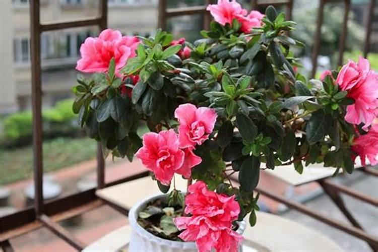 杜娟花谢后怎样修剪