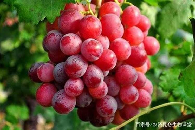 为何要建起化肥厂,这有什么意思