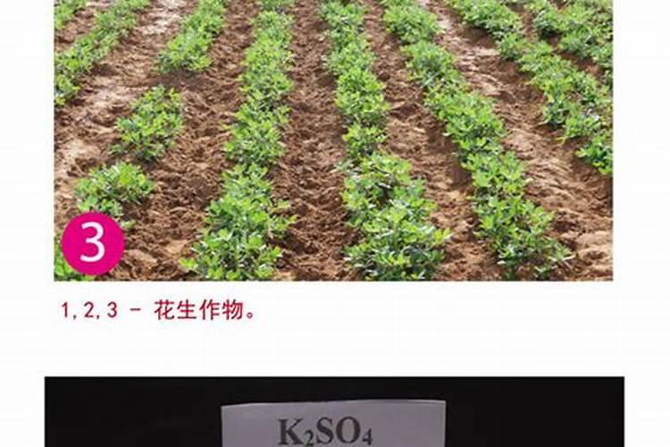 硝酸钾施肥后几天见效