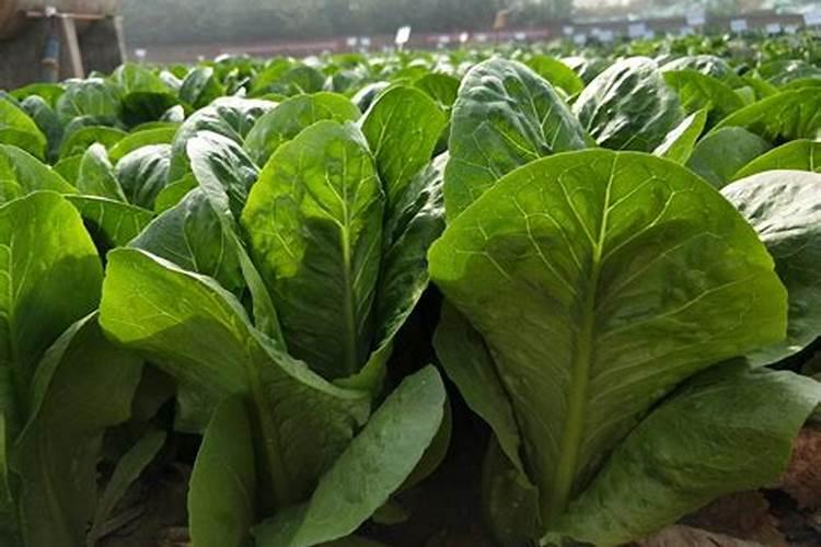 矿源黄腐酸钾市场多少钱？矿源黄腐酸钾品牌哪个好？矿源黄腐酸钾哪里有...