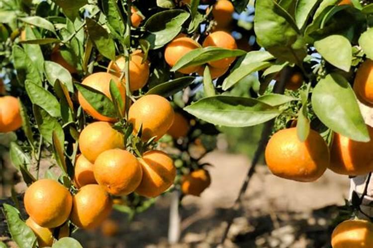 桔子树怎么养护和施肥