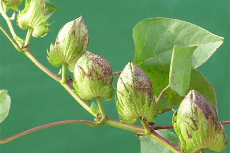 棉花种植过程中如何科学的施肥？才能种植出质优高产量的棉花？