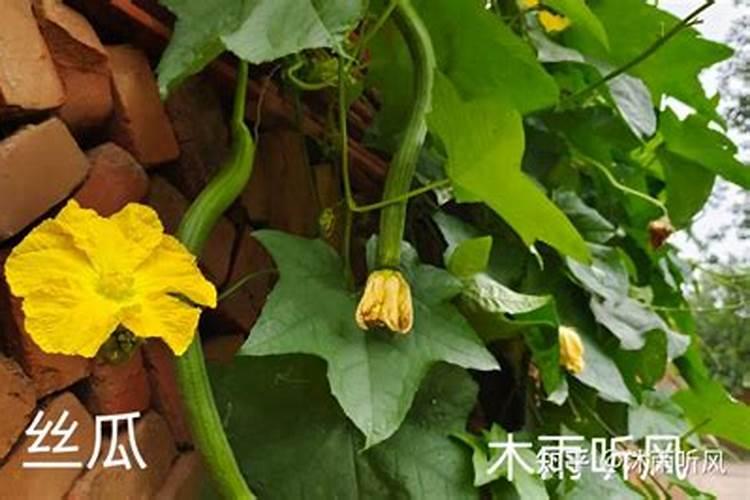 丝瓜需要施什么肥料