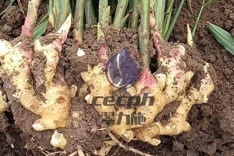 这花春天长得快,杆子比大腿还粗,2年养成巨无霸!