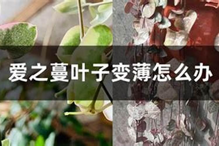 爱之蔓叶子枯黄(爱之蔓叶片肥厚的方法)