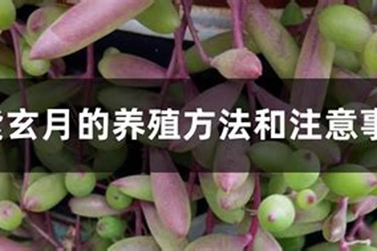 紫玄月上什么肥