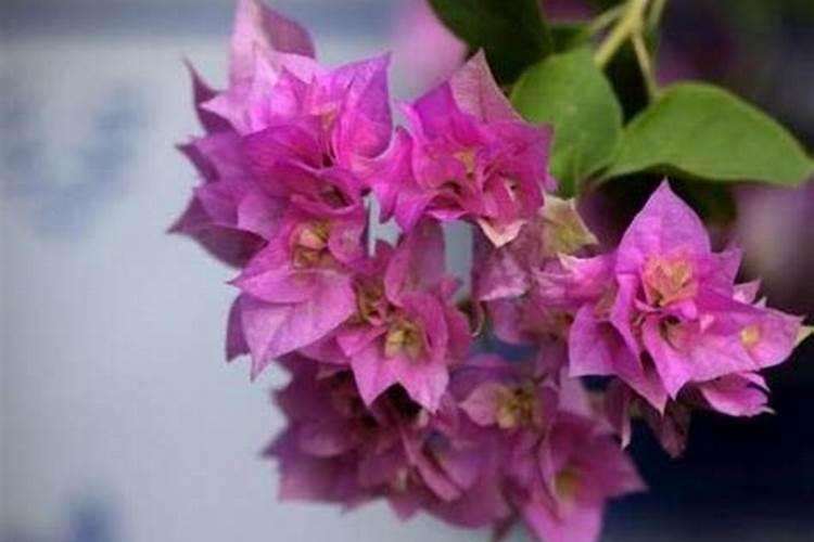 怎么培育苹果苗