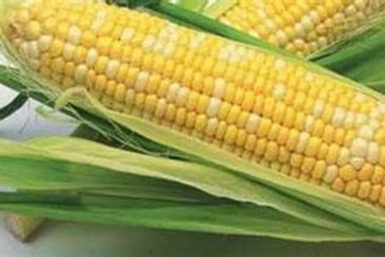 锌肥在玉米上怎样使用