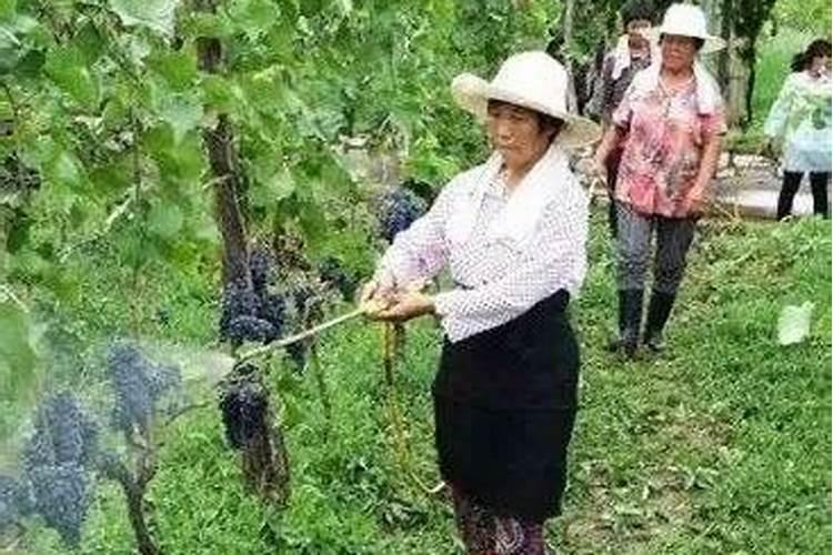 1斤能顶40斤尿素,3天叶片就变绿,这样的叶面肥自己就能配