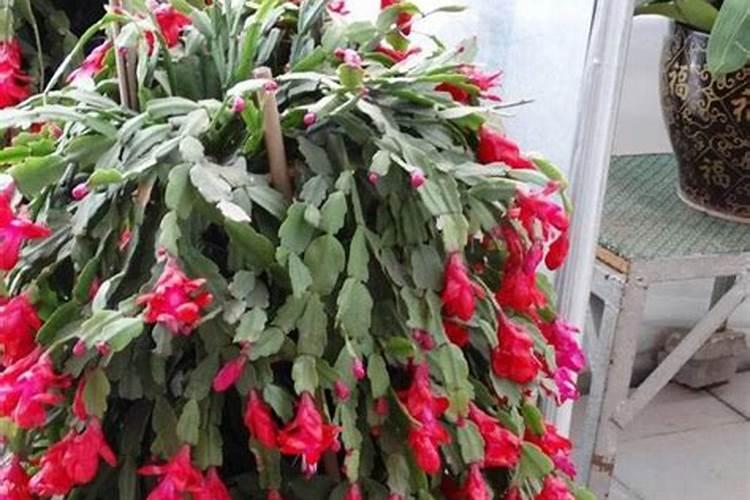 蟹爪兰开花时能施肥吗