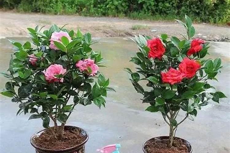 刚盆栽的茶花怎么养护