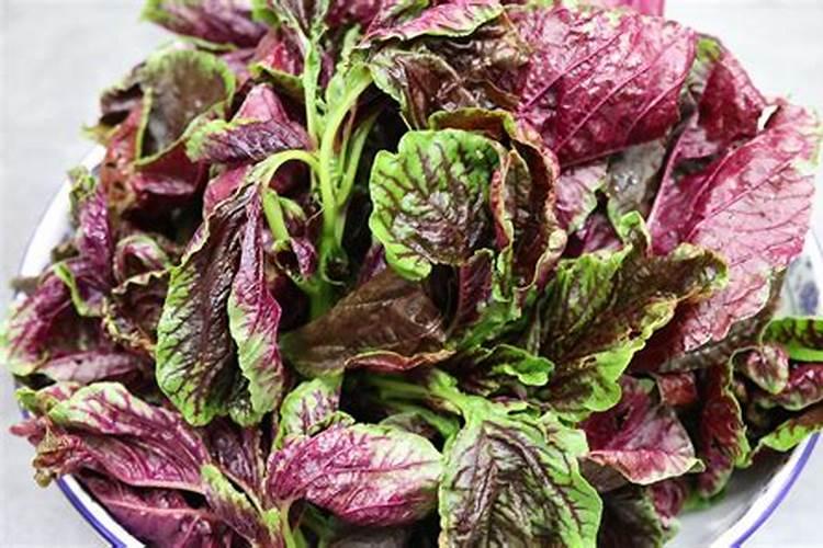 苋菜种子的种植方法