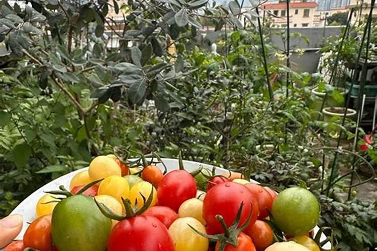 种植番茄需要用什么肥料