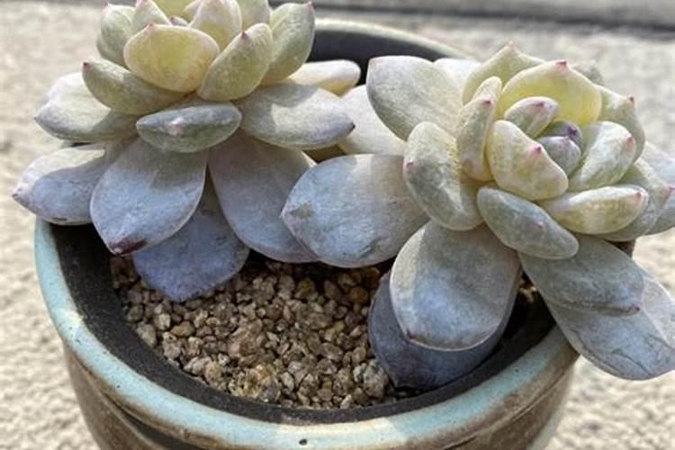 多肉需要什么肥料