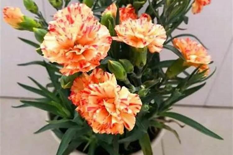 康乃馨怎么施肥能促使开花