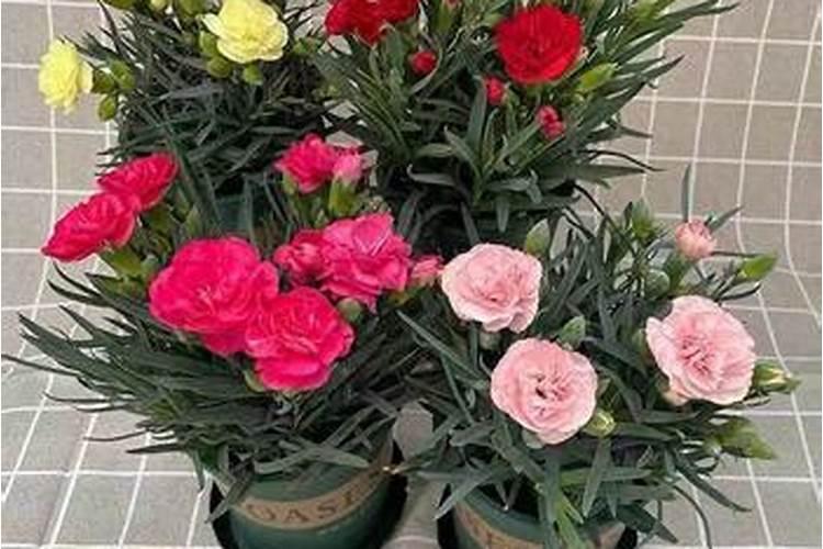 康乃馨花期需要施肥吗？