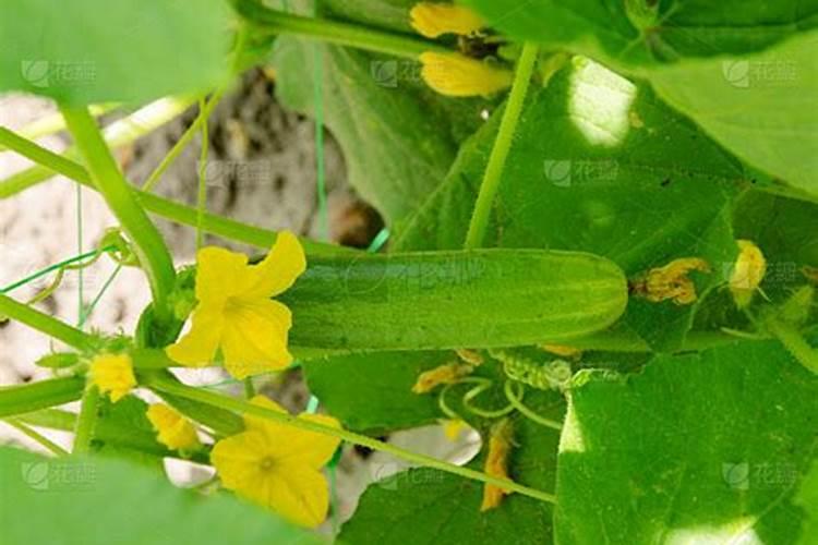 黄瓜带瓜以后用什么肥料