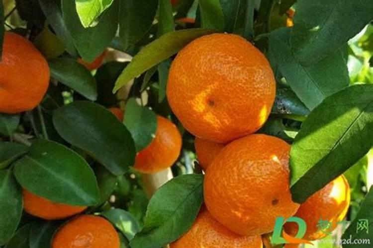 沙糖桔如何快速着色 红的又快又均匀