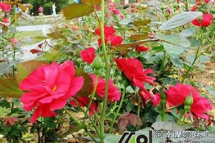 柑平裂果最简单的方法