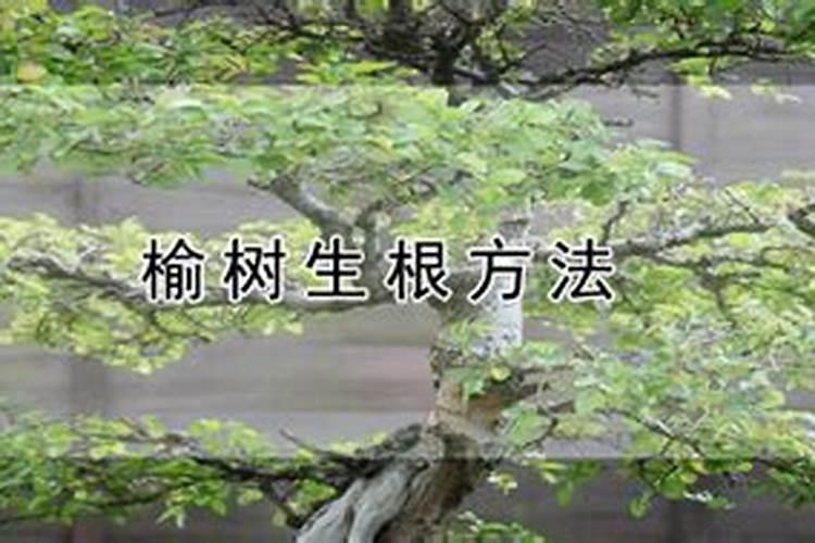 没根的榆树桩如何生根