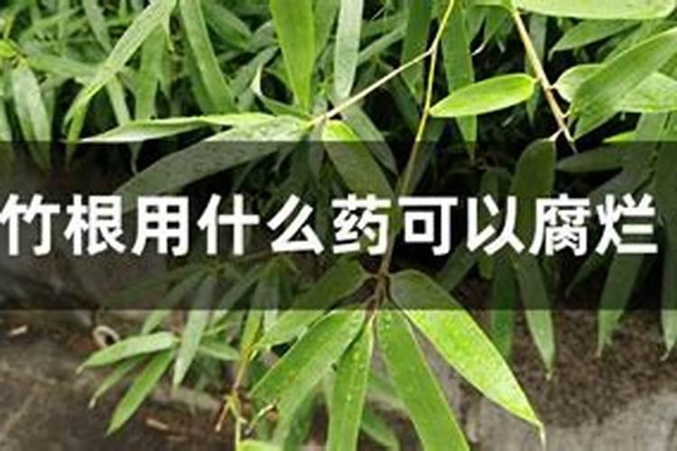 榆树下山桩的栽培技巧,根部怎么处理